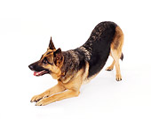 DOG 01 RK0737 01
German Shepherd Playing On White Seamless