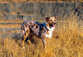 DOG 01 RK0793 01
Australian Shepherd Standing In Dry Grass Field