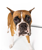 DOG 01 RK0807 01
Close Up Wide Angle Of Boxer Standing On White Seamless Studio