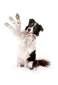 DOG 01 RK0809 01
Border Collie Sitting On Hind Legs Paws Up On White Seamless