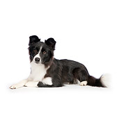 DOG 01 RK0812 01
Border Collie Laying On White Seamless