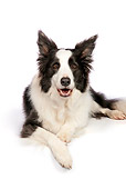 DOG 01 RK0826 01
Border Collie Laying On White Seamless