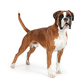 DOG 01 RK0828 01
Boxer Standing On White Seamless