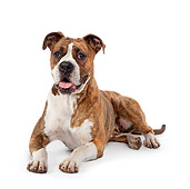 DOG 01 RK0836 01
Boxer Laying On White Seamless