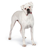 DOG 01 RK0837 01
Boxer Standing On White Seamless