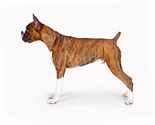 DOG 01 RK0848 01
Boxer Standing On White Seamless Profile