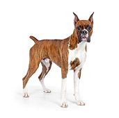 DOG 01 RK0849 01
Boxer Standing On White Seamless