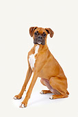 DOG 01 RK0854 01
Boxer Sitting On White Seamless