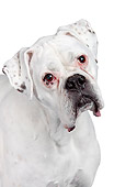 DOG 01 RK0858 01
Head Shot Of White Boxer Standing On White Seamless