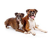 DOG 01 RK0862 01
Boxers Laying On White Seamless