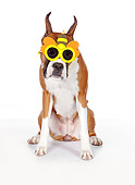 DOG 01 RK0864 01
Boxer Sitting On White Seamless Wearing Bumble Bee Sunglasses