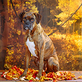 DOG 01 RS0031 05
Boxer Sitting Fall Setting Trees Background Studio
