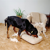 DOG 01 RS0038 01
Rottweiler Tearing Up Cushion