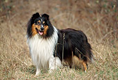 DOG 01 SS0001 01
Shetland Sheepdog Standing In Field