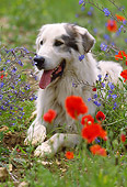 DOG 01 SS0003 01
Pyrenean Shepherd Laying On Grass By Flowers