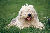 DOG 01 SS0005 01
Old English Sheepdog Laying On Grass