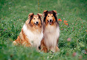DOG 01 SS0006 01
Two Rough Collies Sitting In Field