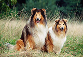 DOG 01 SS0007 01
Two Rough Collies Sitting In Field