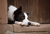 DOG 01 SS0010 01
Border Collie Laying In Doorway
