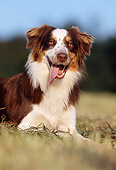 DOG 01 SS0013 01
Australian Shepherd Laying On Grass