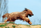 DOG 01 SS0014 01
Briard Jumping Over Dirt Hilltop