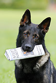 DOG 01 SS0015 01
Close-Up Of German Shepherd With Newspaper In Mouth