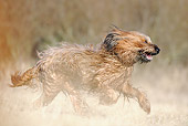 DOG 01 SS0019 01
Briard Running Through Meadow Profile