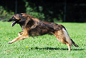 DOG 01 SS0020 01
Belgian Shepherd Running Through Meadow Profile