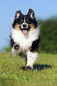 DOG 01 SS0023 01
Australian Shepherd Running Through Meadow
