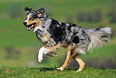DOG 01 SS0025 01
Australian Shepherd Running Through Grass Field