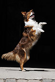 DOG 01 SS0026 01
Australian Shepherd Standing On Hind Legs On Pavement With Dark Background