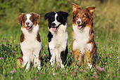 DOG 01 SS0027 01
Three Australian Shepherds Sitting In Meadow