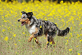 DOG 01 SS0031 01
Young Border Collie Running Through Spring Meadow