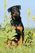 DOG 01 SS0039 01
Portrait Of Rottweiler Sitting In Field By Wildflowers