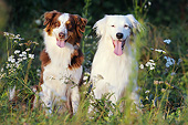 DOG 01 SS0043 01
Two Australian Shepherds Sitting In Tall Grass And Wildflowers
