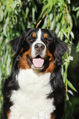 DOG 01 SS0044 01
Portrait Of Bernese Mountain Dog