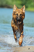 DOG 01 SS0045 01
German Shepherd Fetching Stick From Water