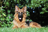 DOG 01 SS0046 01
German Shepherd Resting In Meadow