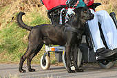 DOG 01 WF0001 01
Assistance Dog Standing With Physically Disabled Woman