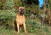 DOG 01 CE0001 01
Bullmastiff Sitting In Field By Wildflowers