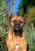 DOG 01 CE0002 01
Shoulder Shot Of Bullmastiff Sitting In Field By Wildflowers