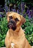 DOG 01 CE0003 01
Shoulder Shot Of Bullmastiff Sitting By Flowers
