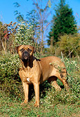 DOG 01 CE0004 01
Bullmastiff Standing In Field By Wildflowers