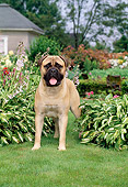 DOG 01 CE0005 01
Bullmastiff Standing On Grass Between Plants