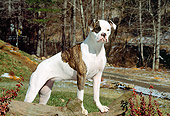 DOG 01 CE0006 01
American Bulldog Standing On Log By Woods
