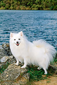 DOG 01 CE0007 01
American Eskimo Standing On Rock By Water