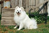 DOG 01 CE0008 01
American Eskimo Sitting On Grass By Barn And Steps