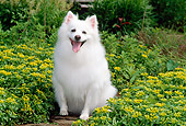 DOG 01 CE0010 01
American Eskimo Sitting By Yellow Flowers