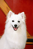 DOG 01 CE0011 01
Head On Shoulder Shot Of American Eskimo Sitting By Red Cabin Door