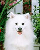 DOG 01 CE0012 01
Head On Shoulder Shot Of American Eskimo Sitting By Flowers And Picket Fence